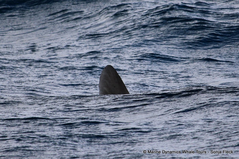 whale watching, gansbaai, south africa, Sunfish