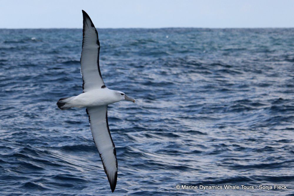 whale watching, gansbaai, south africa, Shy Albatross