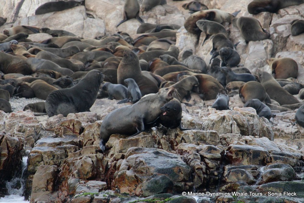 whale watching, gansbaai, south africa, Cape fur seals