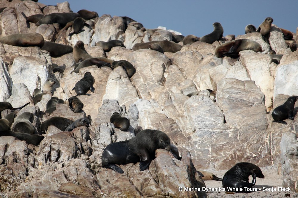 whale watching, gansbaai, south africa, Cape fur seals