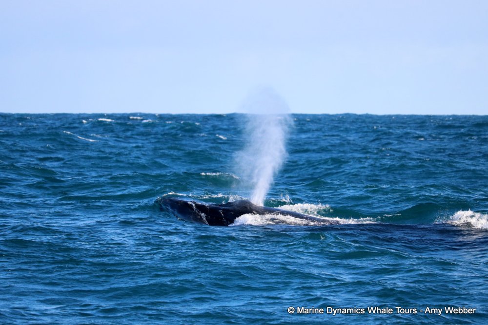 humpback whale, whale watching, gansbaai, south africa