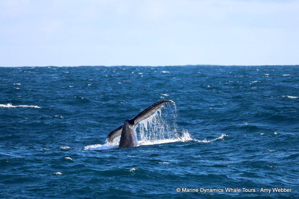 humpback whale, whale watching, gansbaai, south africa