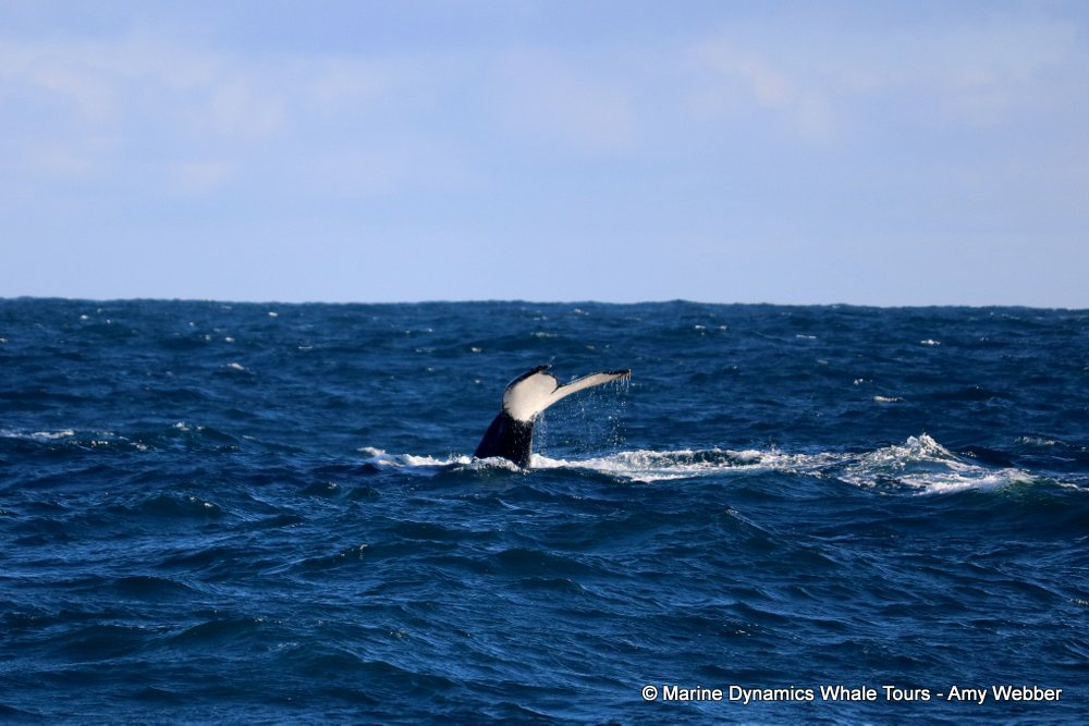 humpback whale, whale watching, gansbaai, south africa
