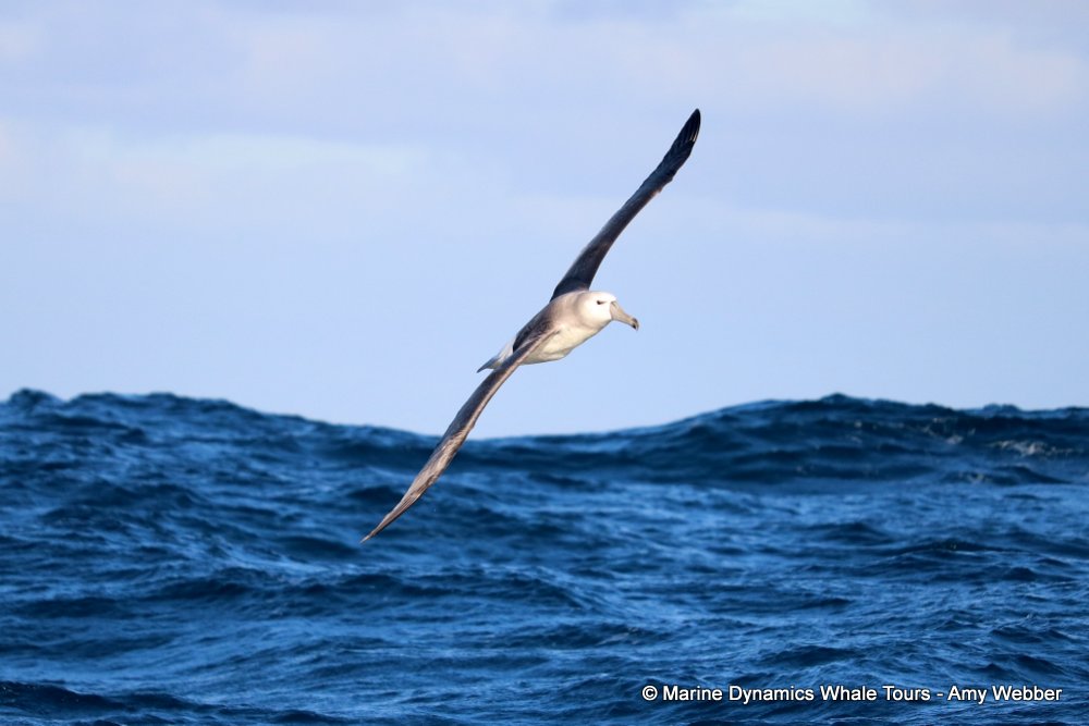 albatross, whale watching, gansbaai, south africa