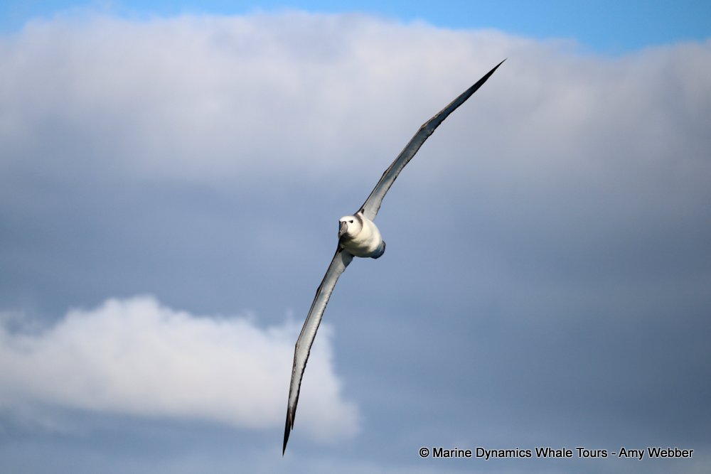 albatross, whale watching, gansbaai, south africa