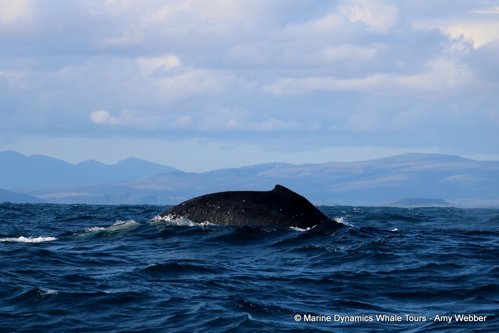 humpback whale, whale watching, gansbaai, south africa