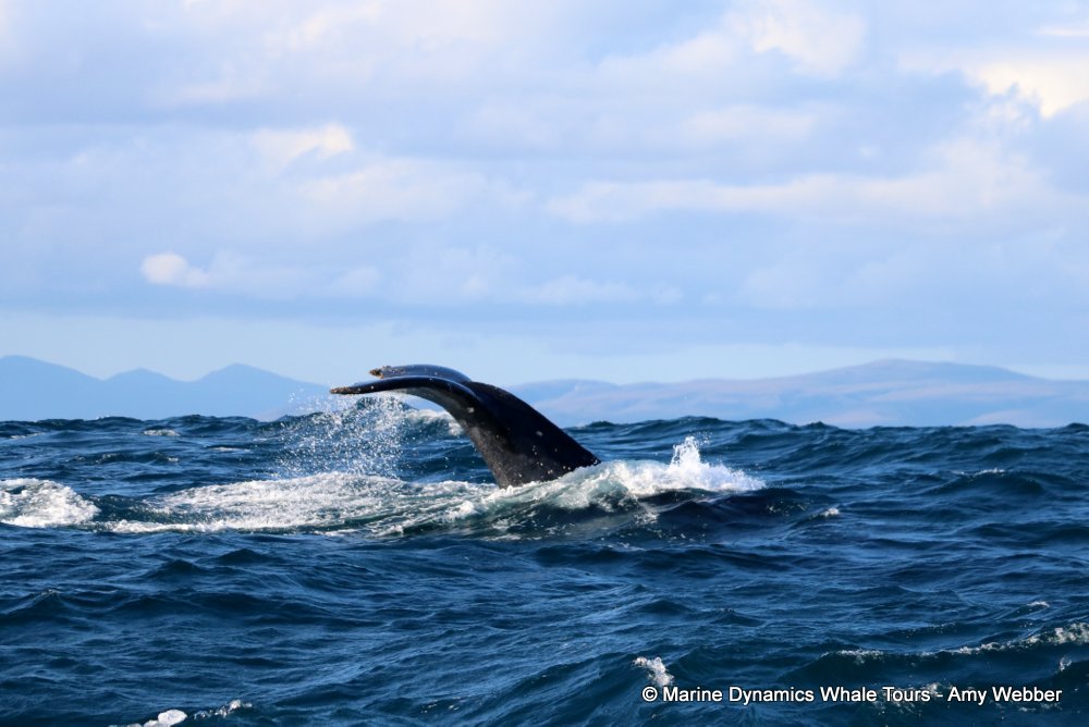 humpback whale, whale watching, gansbaai, south africa