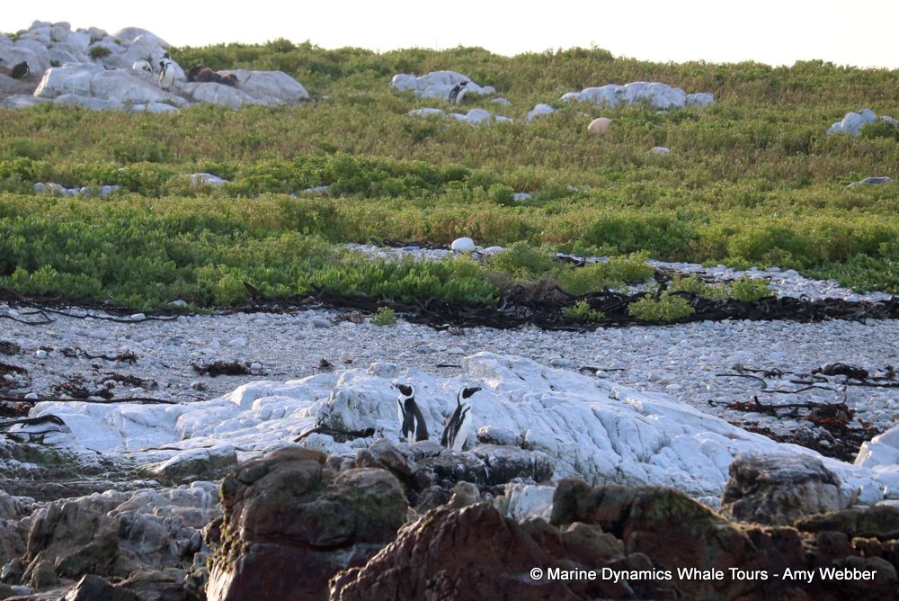 african penguin, whale watching, gansbaai, south africa