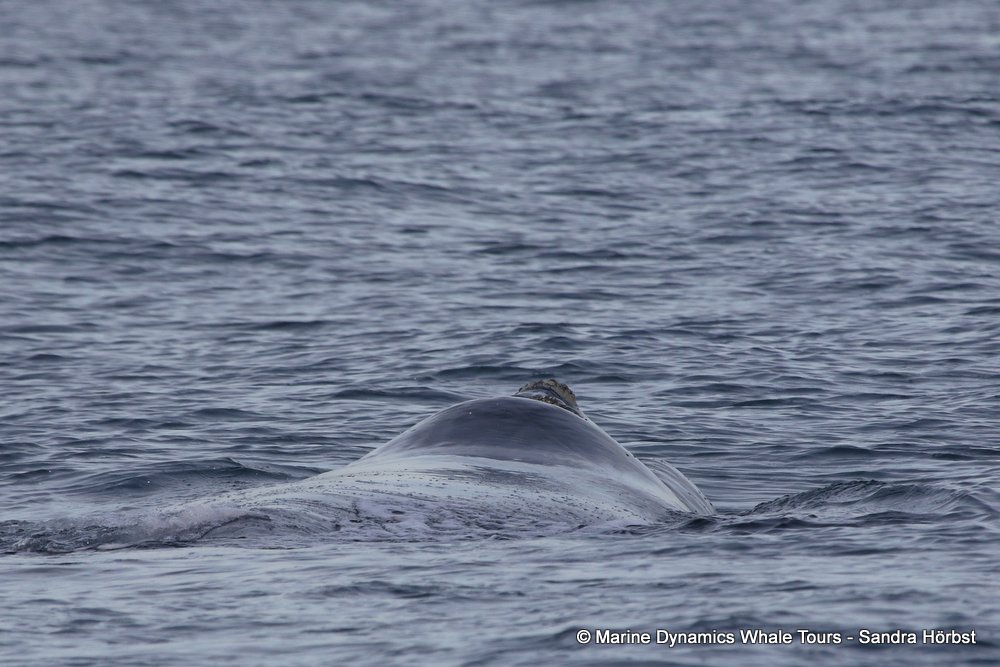 Southern right whale, whale watching, gansbaai, south africa,