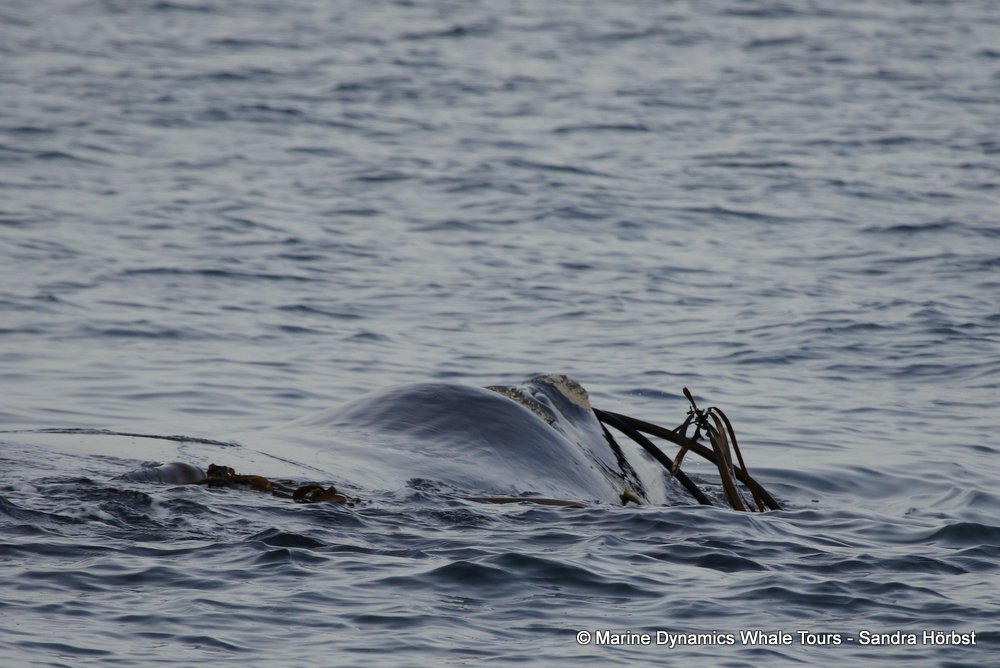 Southern right whale, whale watching, gansbaai, south africa,