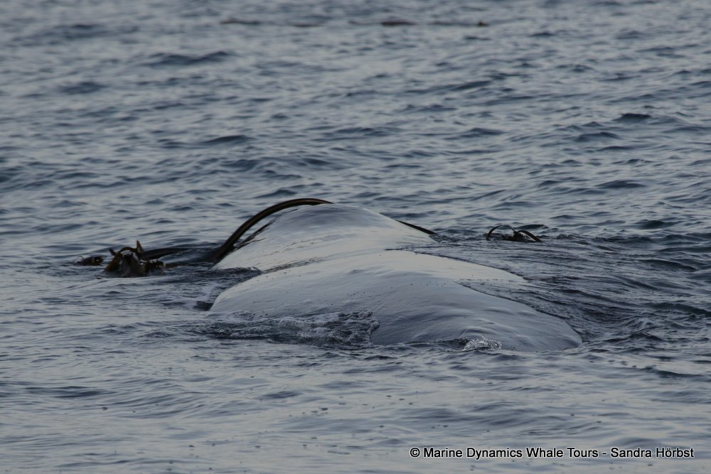 Southern right whale, whale watching, gansbaai, south africa,