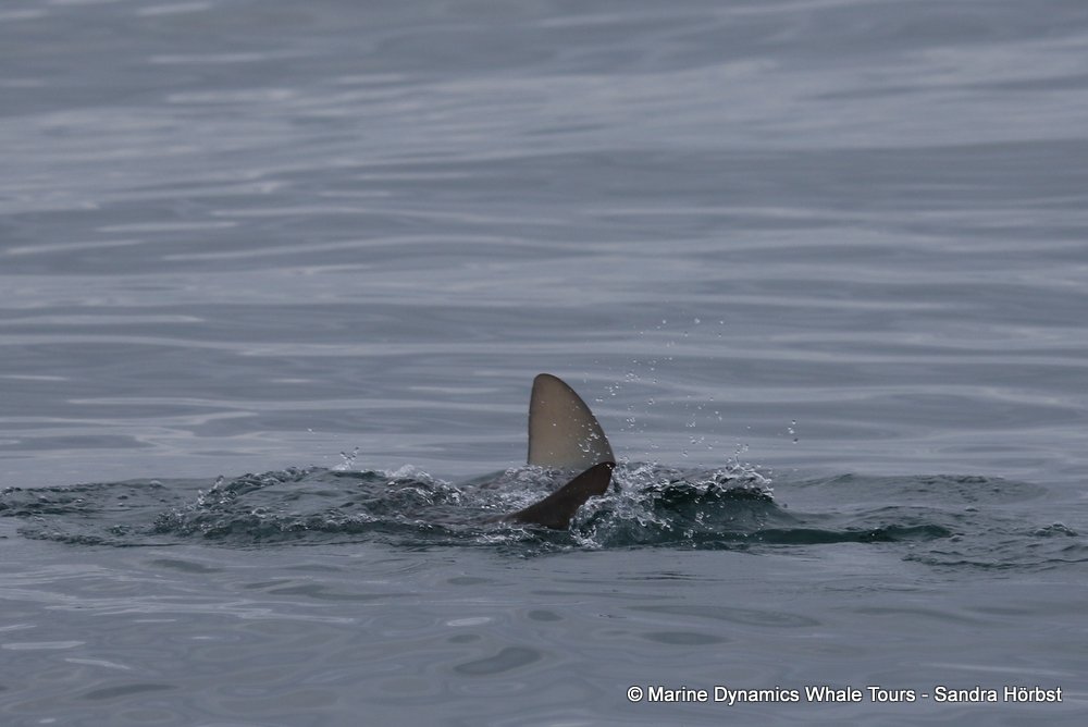 bronze whaler shark, whale watching, gansbaai, south africa,