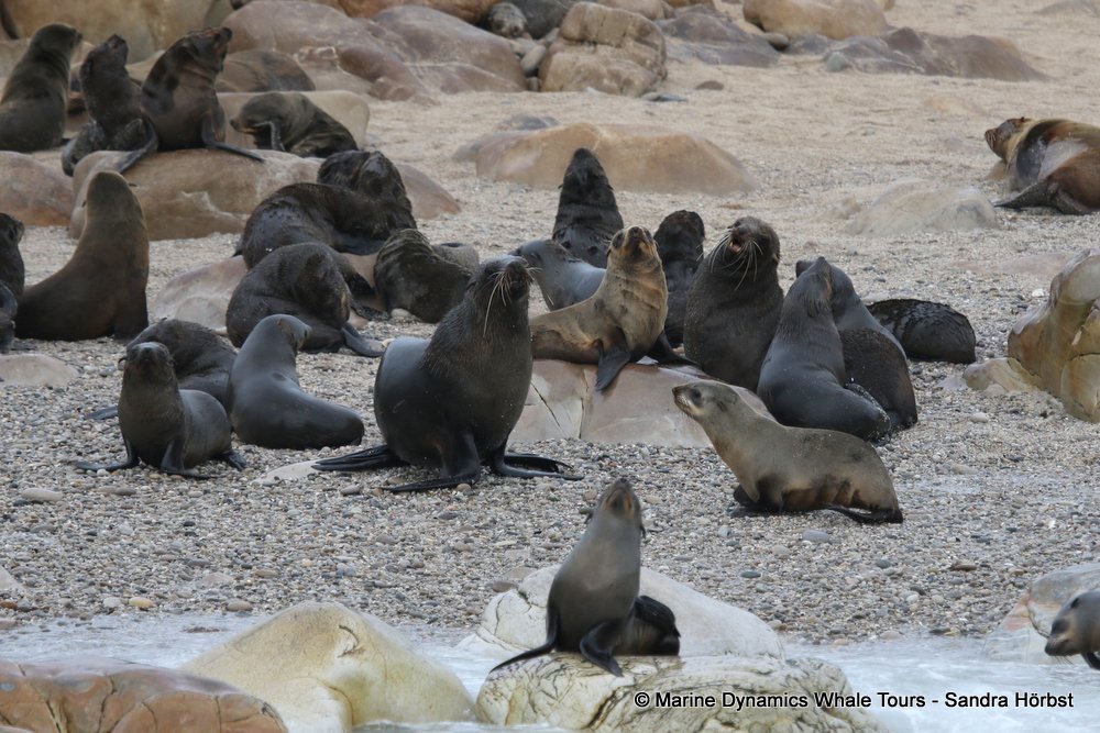 cape fur seal, whale watching, gansbaai, south africa