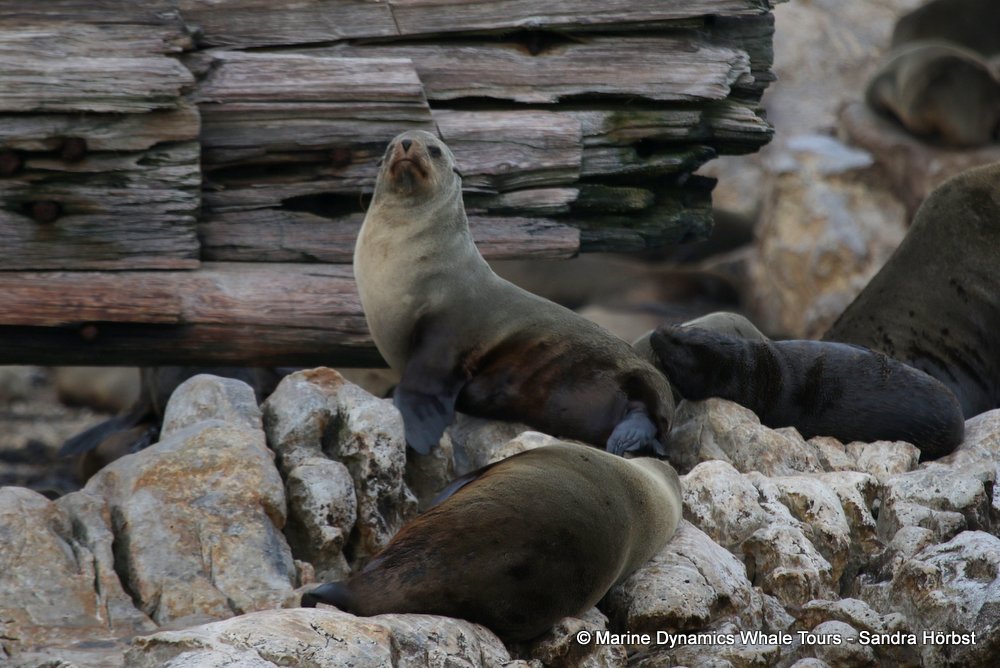 cape fur seal, whale watching, gansbaai, south africa