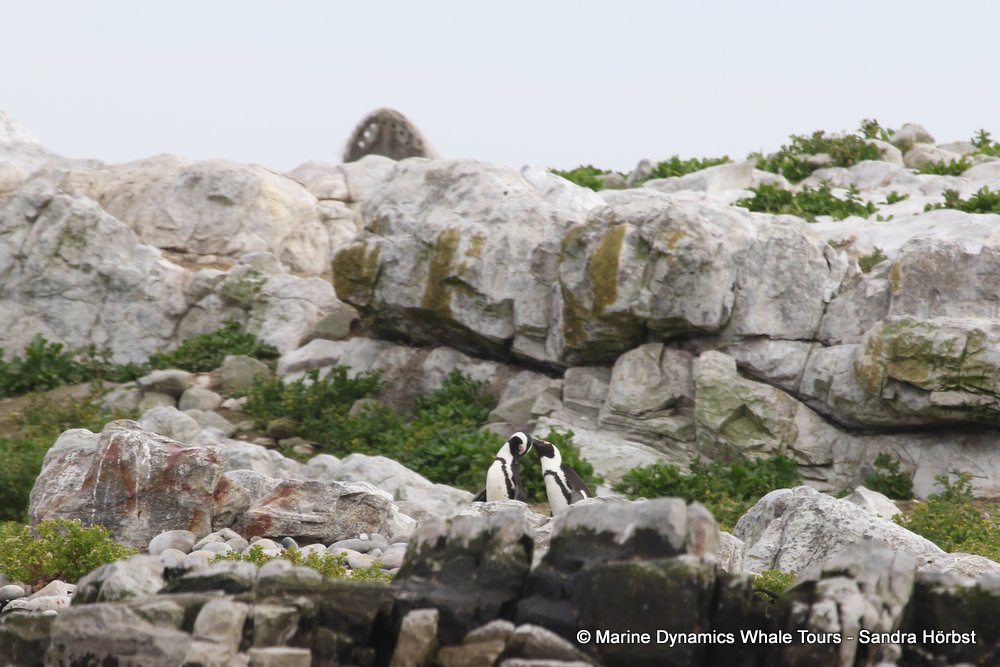 penguins, whale watching, gansbaai, south africa,