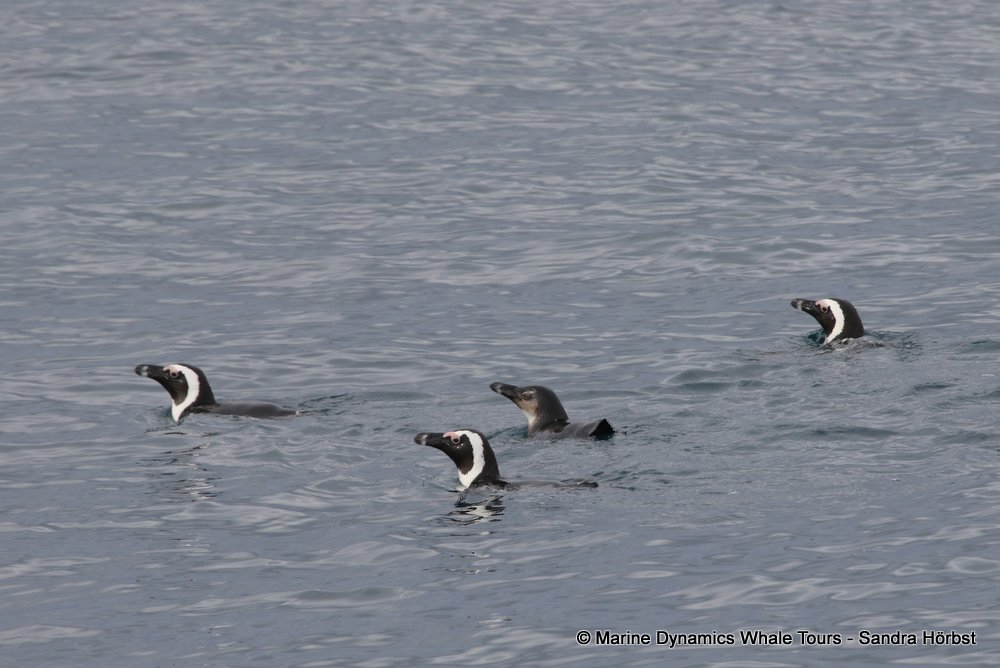 penguins, whale watching, gansbaai, south africa,