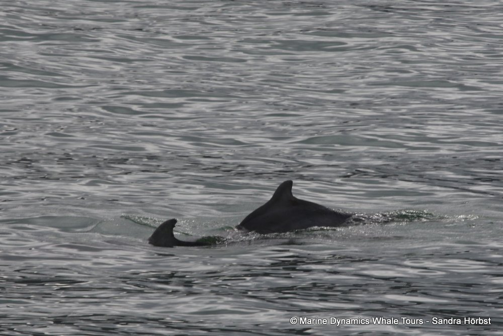 dolphin, whale watching, gansbaai, south africa,