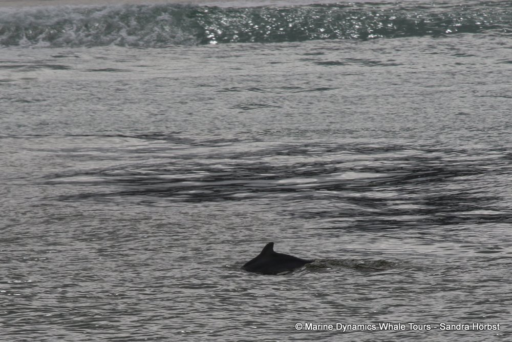 dolphin, whale watching, gansbaai, south africa,
