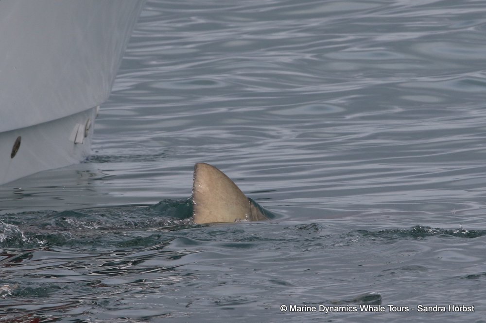bronze whaler shark, whale watching, gansbaai, south africa,