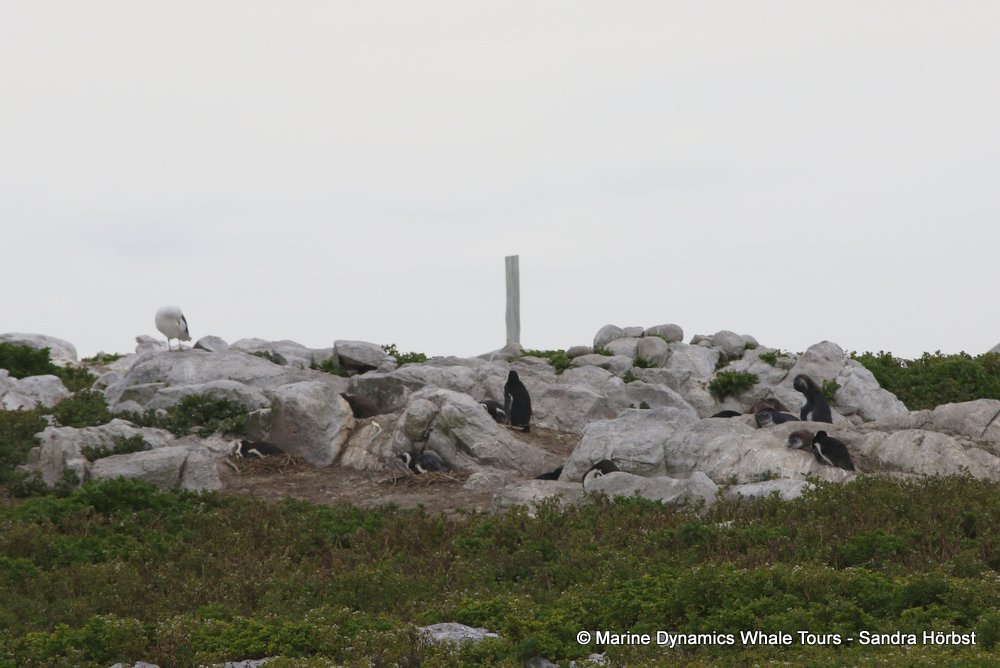 penguins, whale watching, gansbaai, south africa,