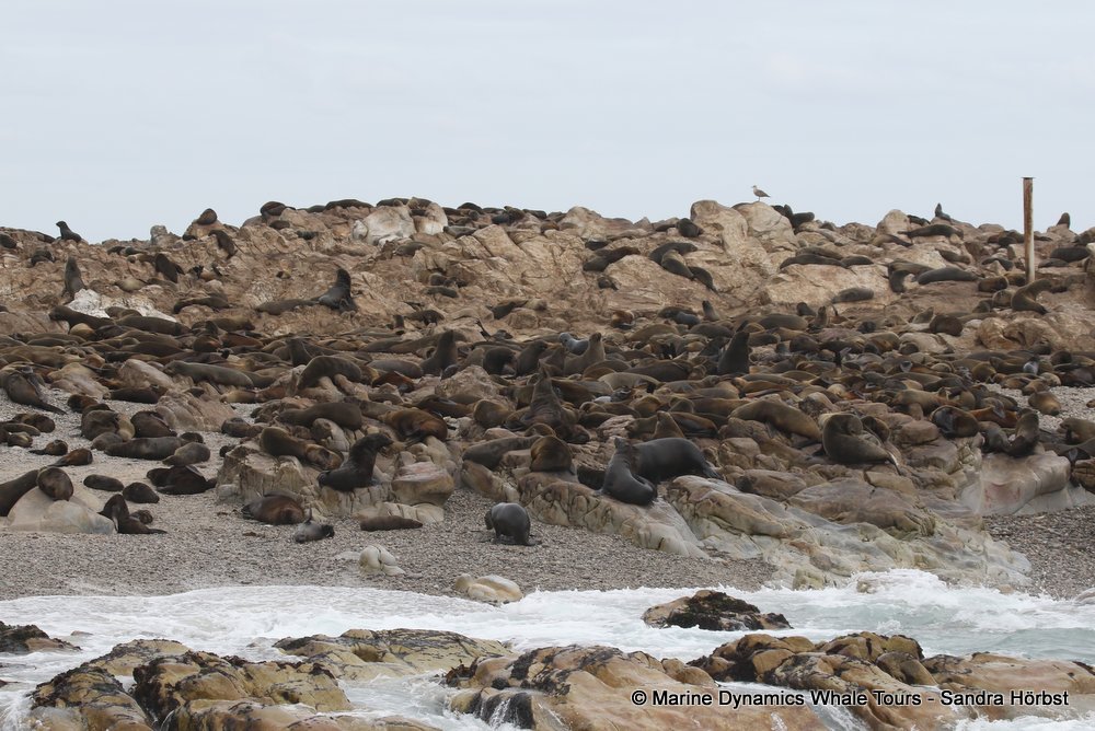 cape fur seal, whale watching, gansbaai, south africa