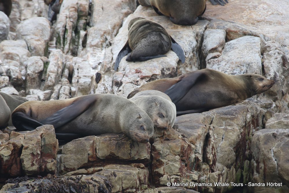 cape fur seal, whale watching, gansbaai, south africa