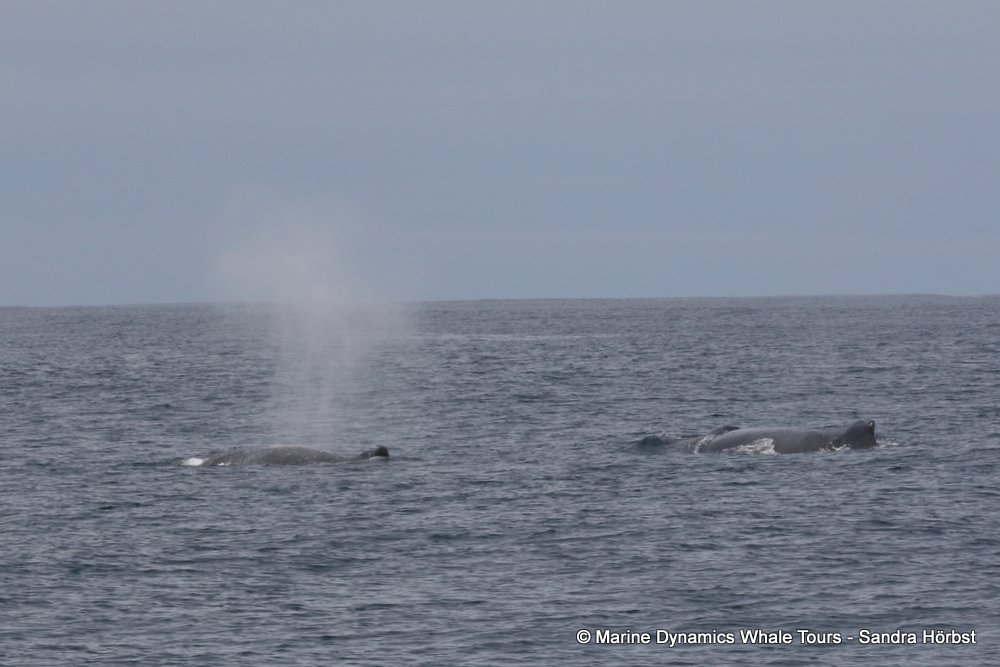 humpback whale, whale watching, gansbaai, south africa