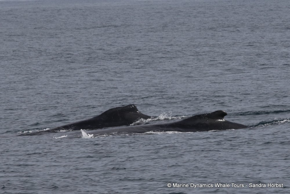 humpback whale, whale watching, gansbaai, south africa