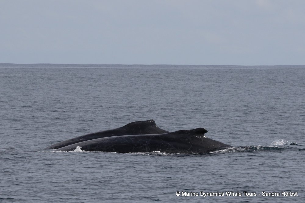 humpback whale, whale watching, gansbaai, south africa