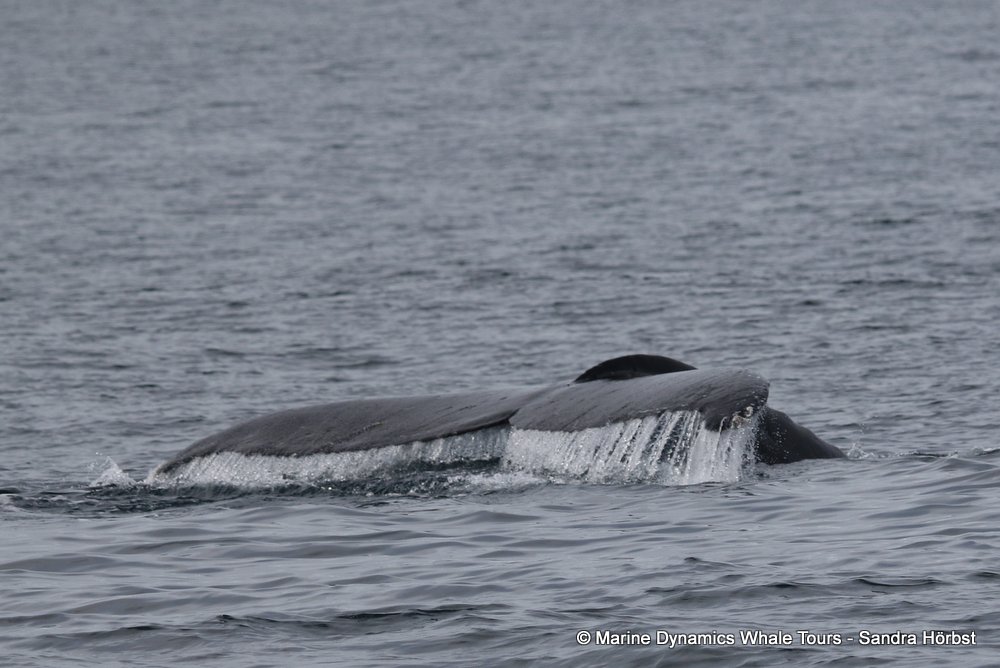 humpback whale, whale watching, gansbaai, south africa