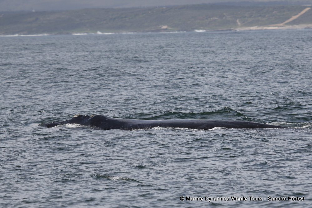 Southern right whale, whale watching, gansbaai, south africa,