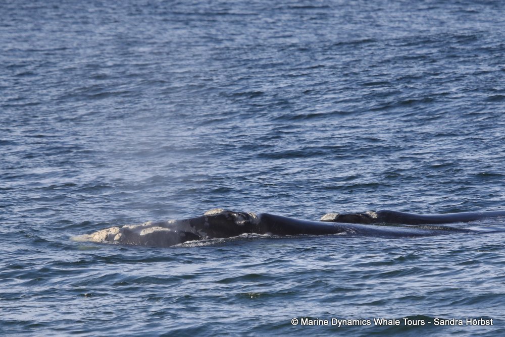 Southern right whale, whale watching, gansbaai, south africa,
