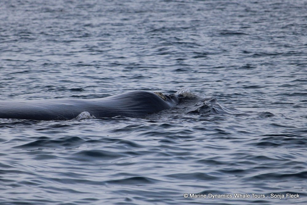 Southern right whale, whale watching, gansbaai, south africa,