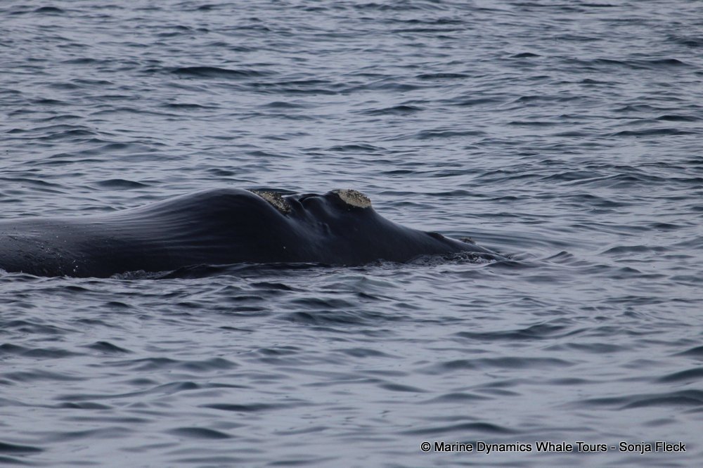Southern right whale, whale watching, gansbaai, south africa,