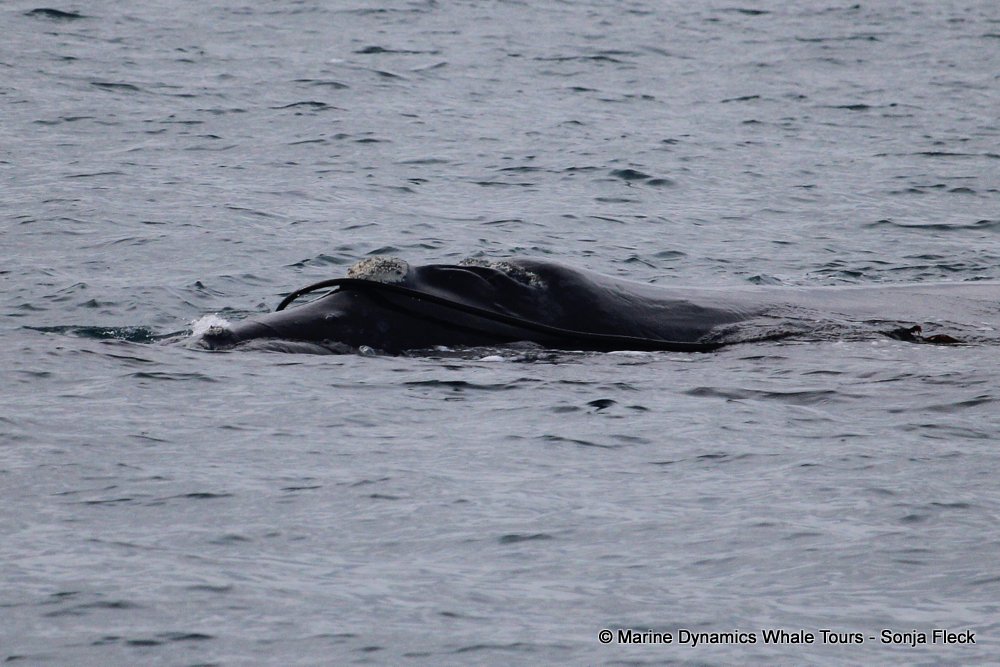 Southern right whale, whale watching, gansbaai, south africa,