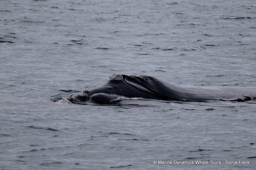 Southern right whale, whale watching, gansbaai, south africa,