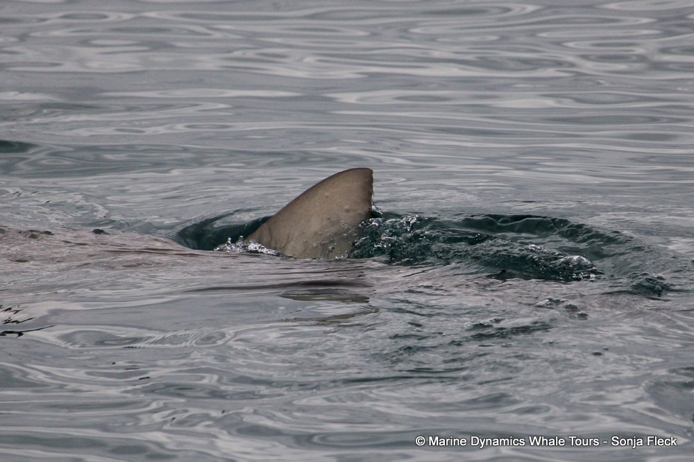 bronze whaler shark, whale watching, gansbaai, south africa,