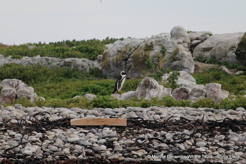 african penguin, whale watching, gansbaai, south africa