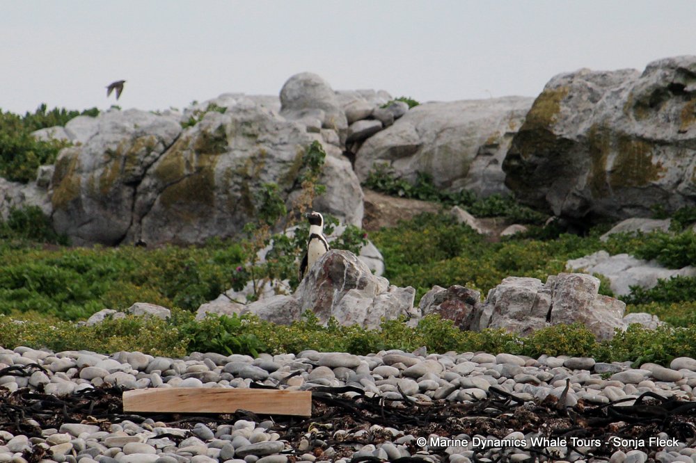 african penguin, whale watching, gansbaai, south africa