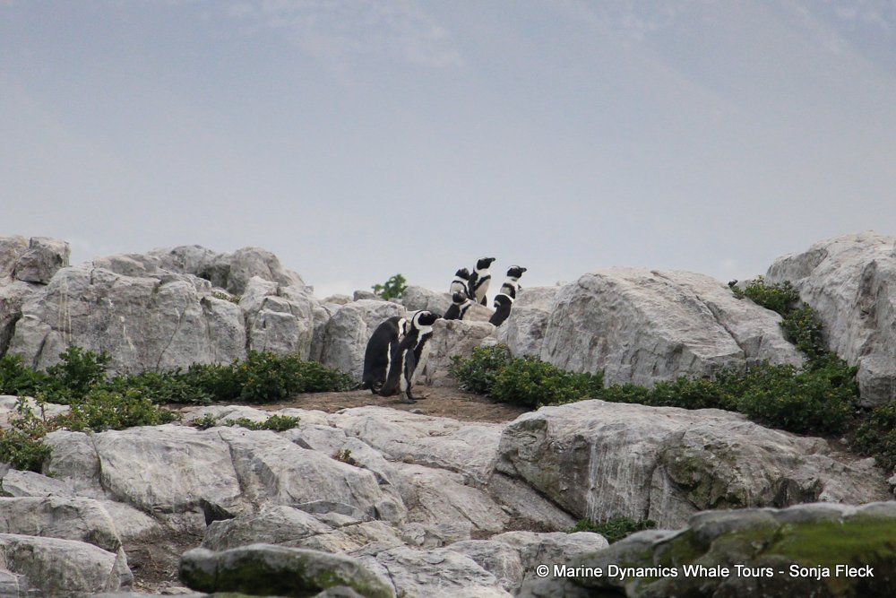 african penguin, whale watching, gansbaai, south africa