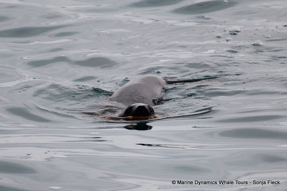 cape fur seal, whale watching, gansbaai, south africa