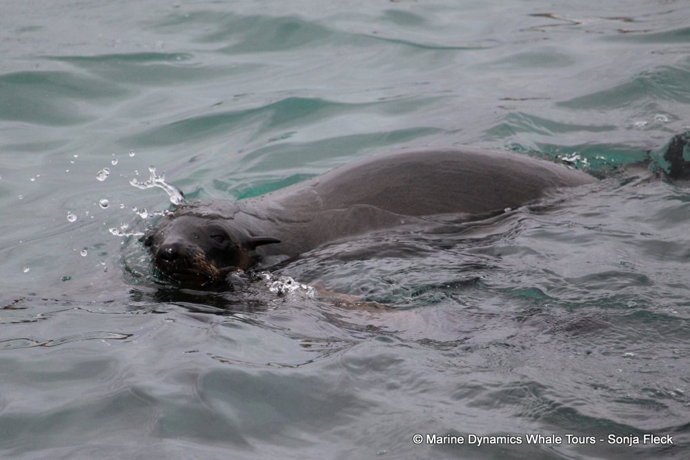 cape fur seal, whale watching, gansbaai, south africa