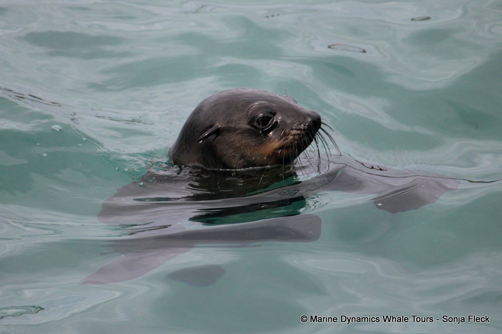 cape fur seal, whale watching, gansbaai, south africa