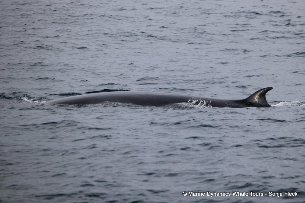 bryde's whale, whale watching, gansbaai, south africa,