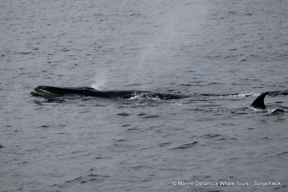 bryde's whale, whale watching, gansbaai, south africa,