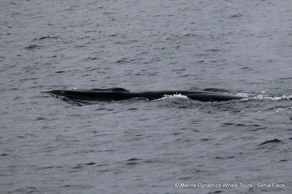 Marine Big 5 Daily Blog 14 August