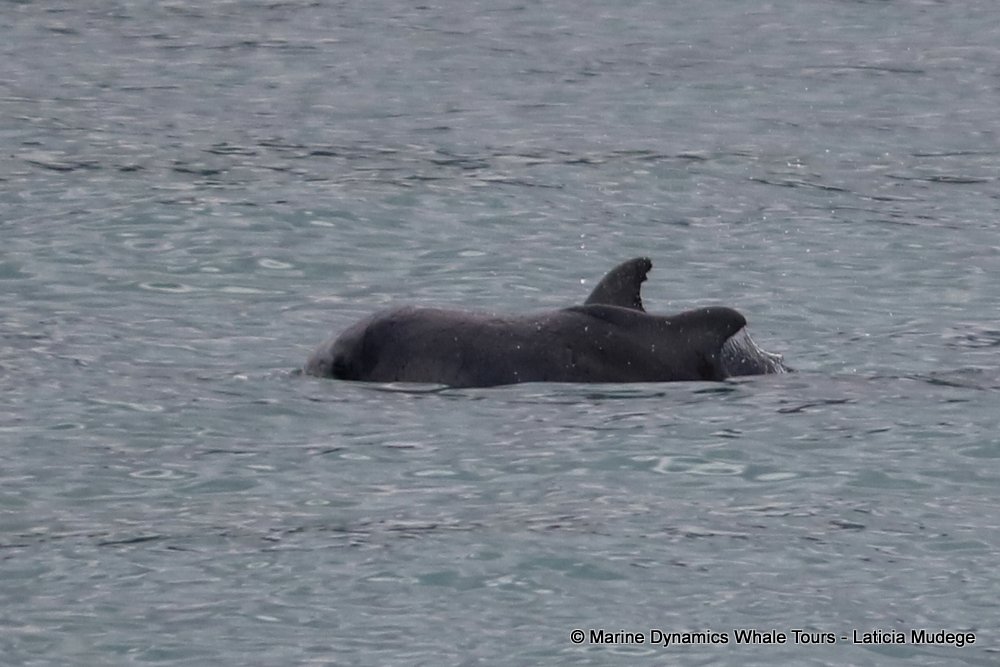 humpback dolphin, whale watching, gansbaai, south africa