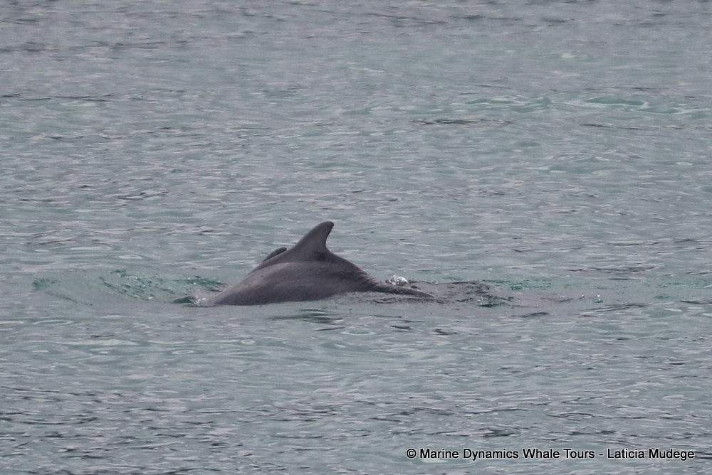 humpback dolphin, whale watching, gansbaai, south africa