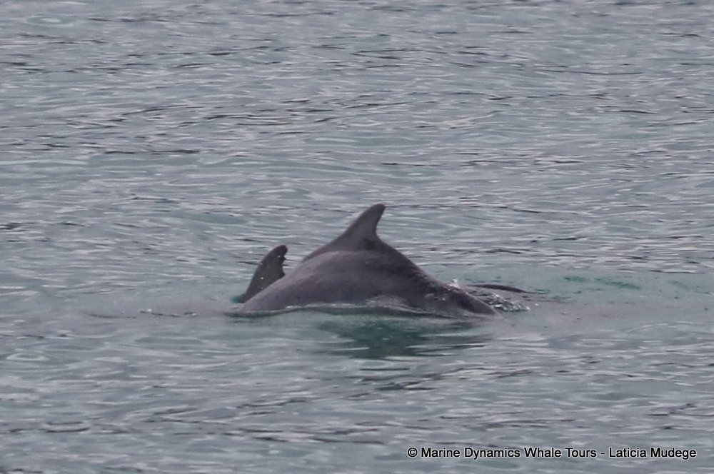 humpback dolphin, whale watching, gansbaai, south africa