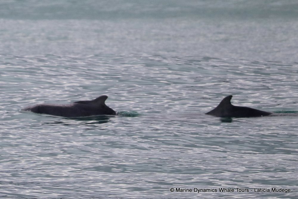 humpback dolphin, whale watching, gansbaai, south africa